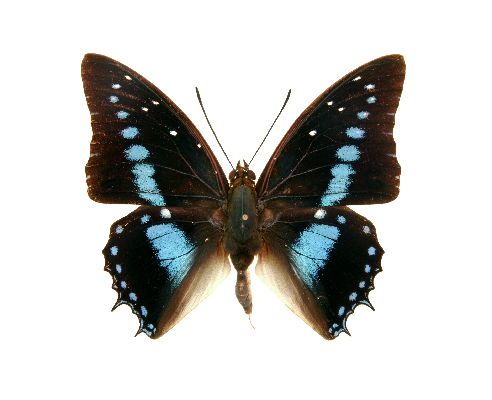Charaxes imperialis male UPS